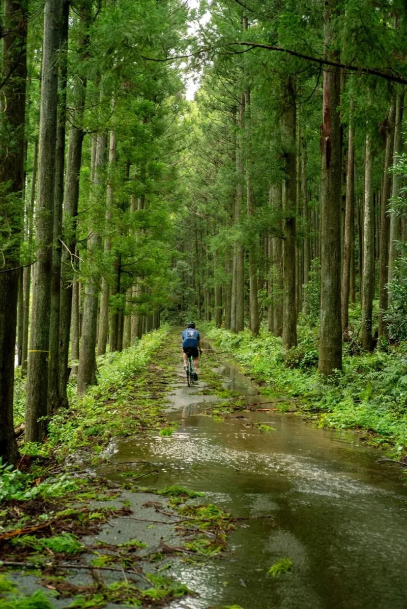 杉树林里的石阶小路