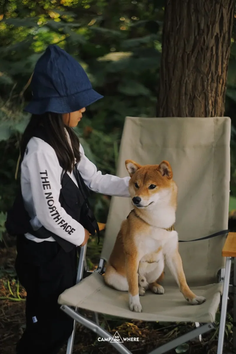 露营者坐在树旁的折叠椅上，怀里抱着柴犬