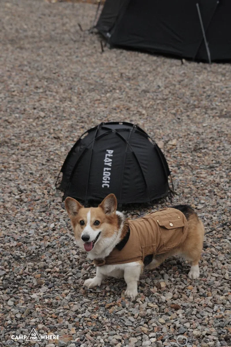 柯基犬站在小型宠物帐篷前