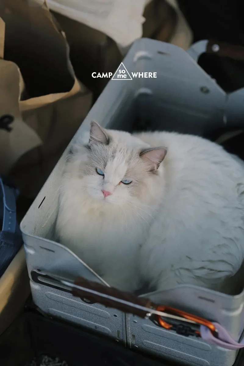 猫安静地躺在露营椅上