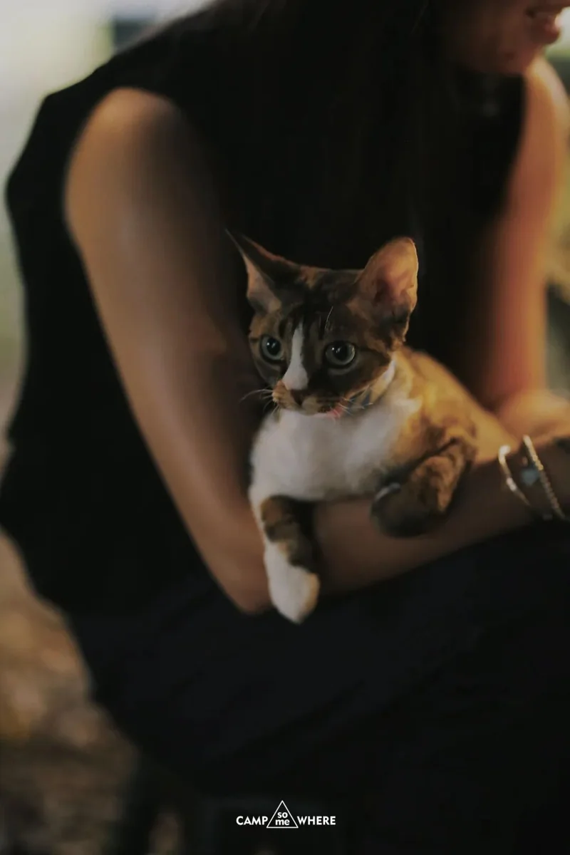 露营者抱着猫坐在帐篷中