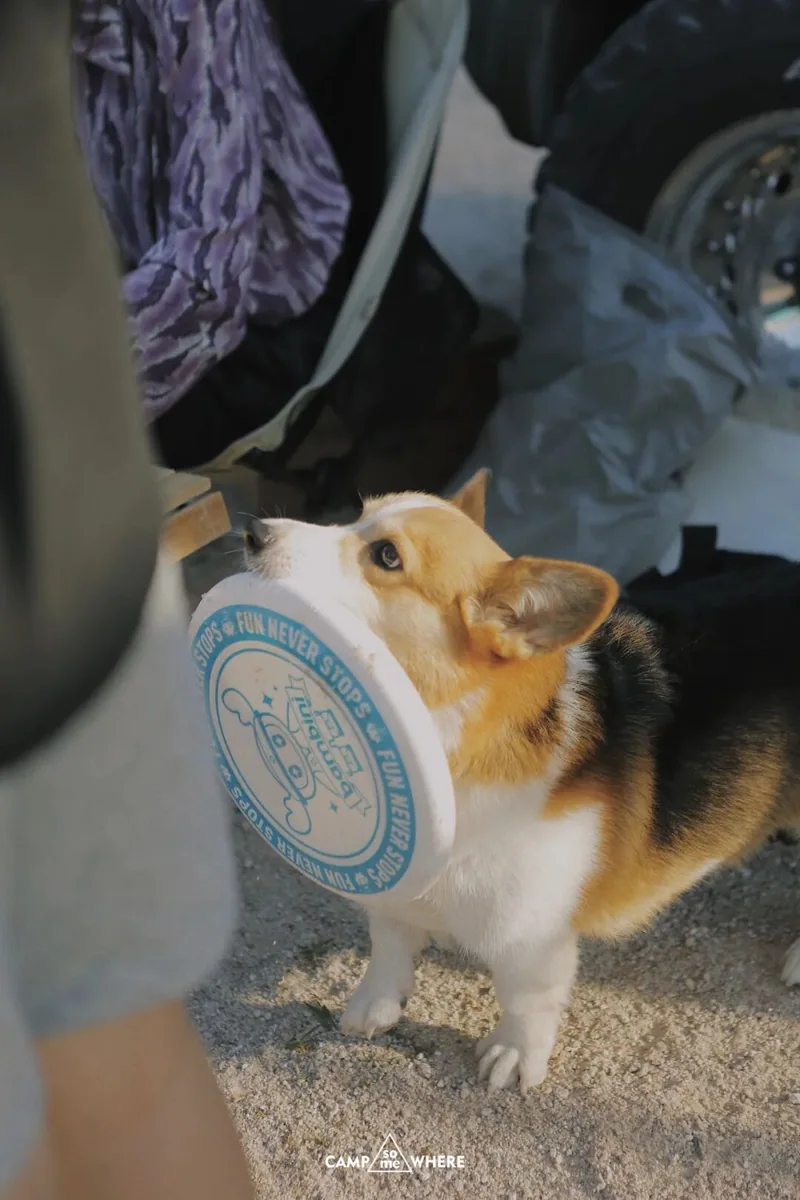露营者抚摸怀里的柯基犬