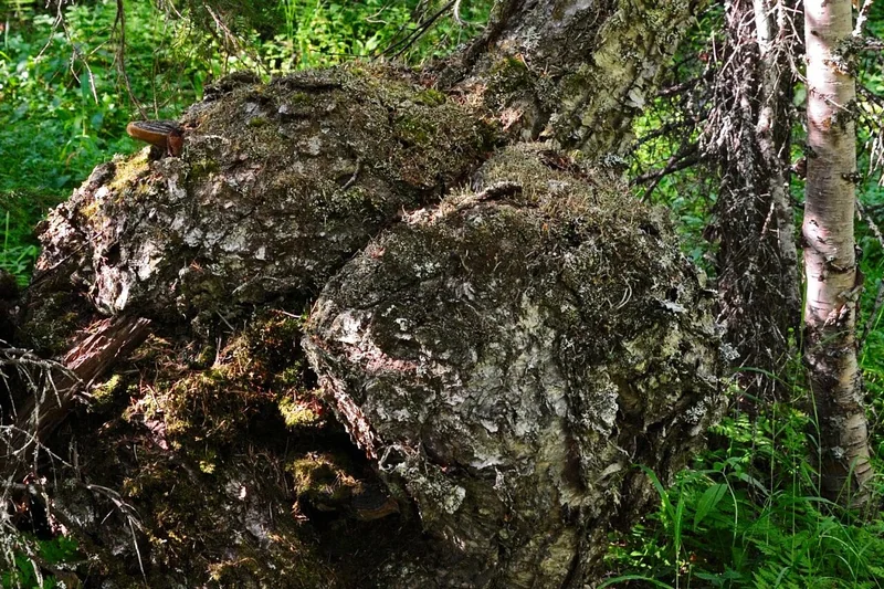 森林中老樺樹樹幹上隆起的木瘤