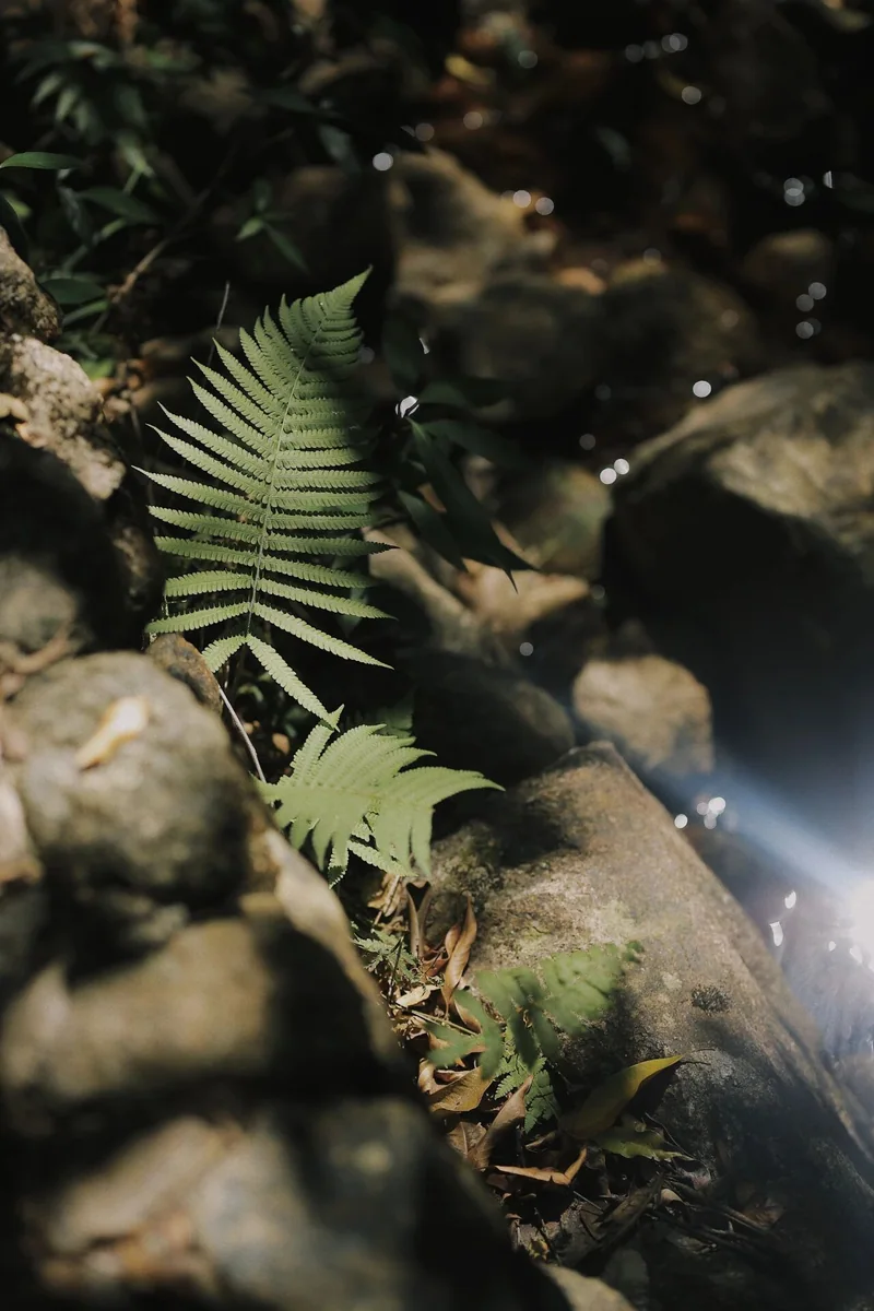 七溪地山林探索 · 66